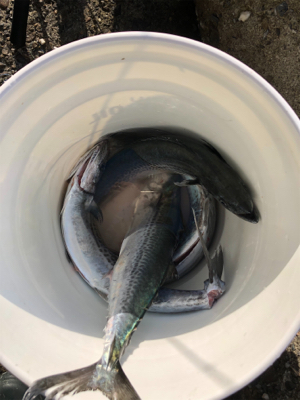 サゴシが湧いた