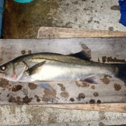 青物御用ならず