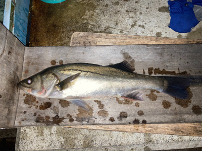 青物御用ならず