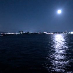 お久しぶりのタチウオ