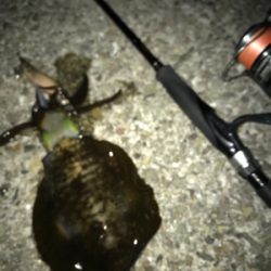 渋くて寒いエギング(＞＜)