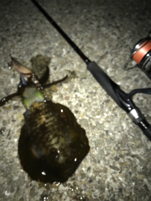 渋くて寒いエギング(＞＜)