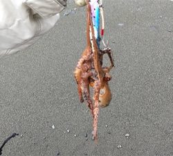 タコたちが元気!