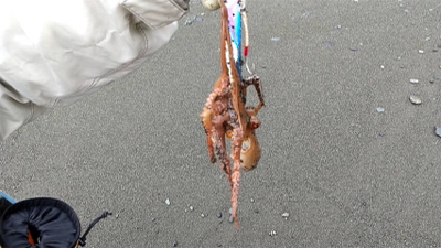 タコたちが元気!