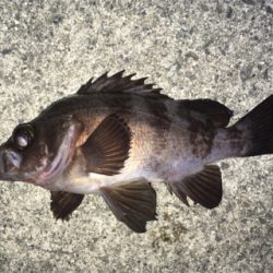 強風ライトゲーム