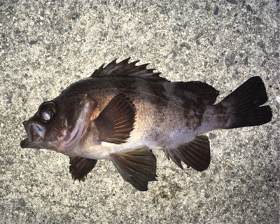 強風ライトゲーム