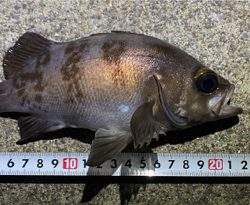 夜〜朝マズメ県北釣り