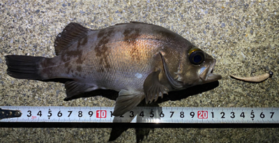 夜〜朝マズメ県北釣り