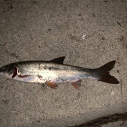 シーバス狙いの外道祭り