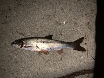 シーバス狙いの外道祭り