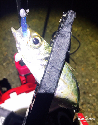 レベロクアジング