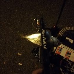 激渋アジング ほぼボーズ