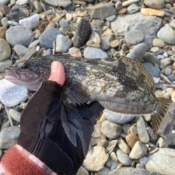 アイナメ数釣り