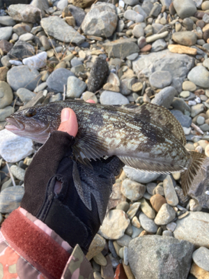 アイナメ数釣り