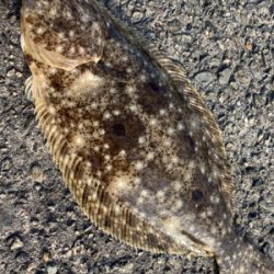 呑ませがおもしろい時期になってきた〜