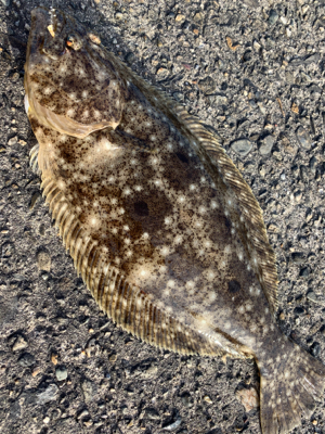 呑ませがおもしろい時期になってきた〜