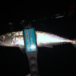 アジ後サバ（笑）