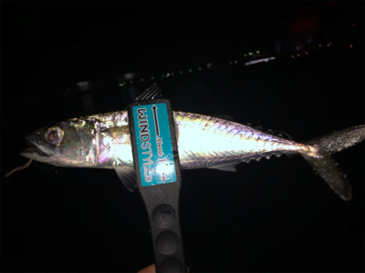 アジ後サバ（笑）