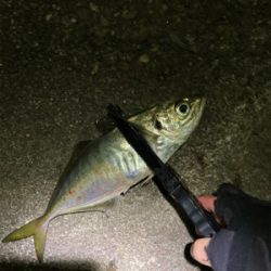 念願の尺アジ！