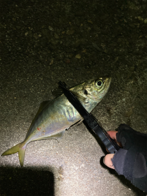 念願の尺アジ！