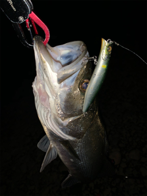 仕事終わりの短時間釣行