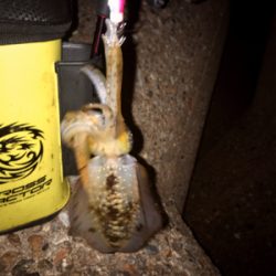 イカ時々タコ＼(^o^)／