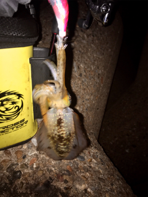 イカ時々タコ＼(^o^)／