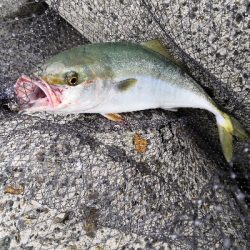 アコウにハマチ