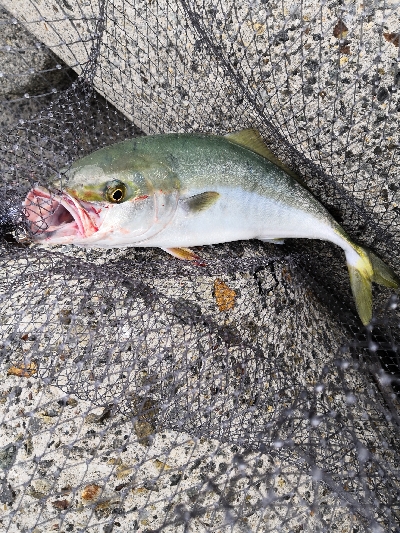 アコウにハマチ