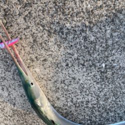 仕事帰りのダツ釣果！！