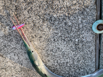 仕事帰りのダツ釣果！！