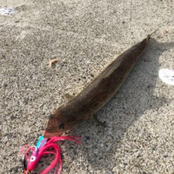 DAISOジグでライトショアジギング