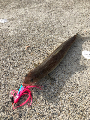 DAISOジグでライトショアジギング