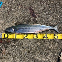 青物パラダイス