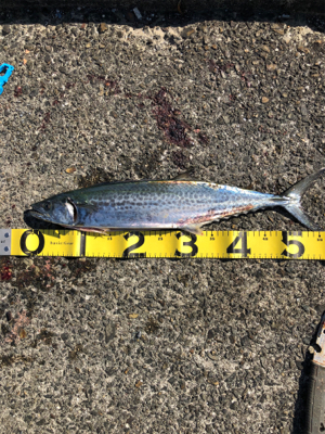 青物パラダイス