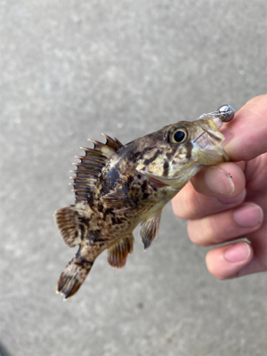 小物ワーム釣り