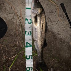 新河岸川シーバス