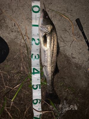 新河岸川シーバス