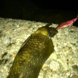 まだアオリイカ釣れるがサイズが…σ(^_^;)