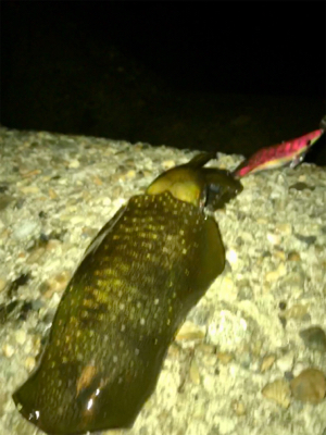 まだアオリイカ釣れるがサイズが…σ(^_^;)