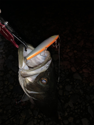 落ち鮎シーズン最高(o^^o)