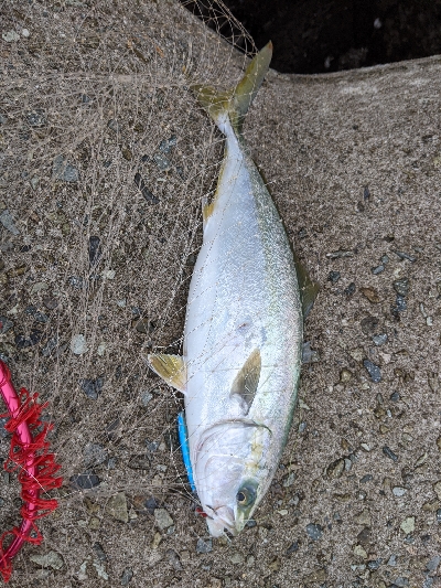 エソちゃんとツバスちゃん