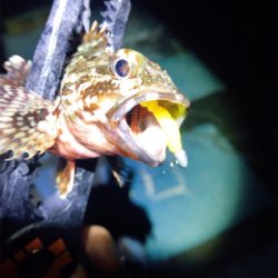 ゲキ渋アジング