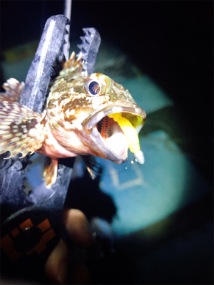 ゲキ渋アジング