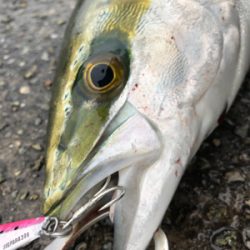 ハマチ！2020ライトゲーム第32戦