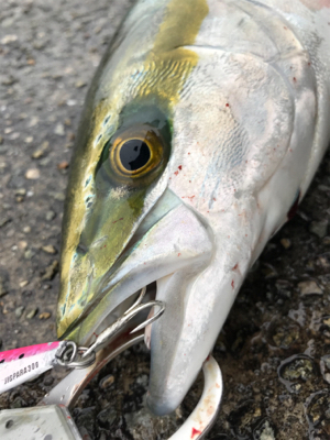 ハマチ！2020ライトゲーム第32戦