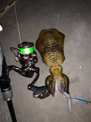 イカにもダイソージグは効く