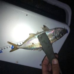 安定のアジング！