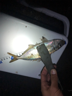 安定のアジング！