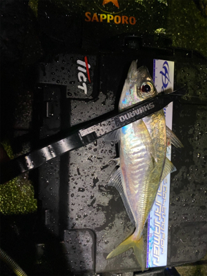 雨　入れ食いだけど底で甘噛みが多い